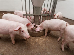 生猪价格的下跌已经结束。三个因素，生猪价格是否应该“强势上涨”？