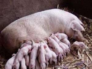 是什么导致母猪繁殖？