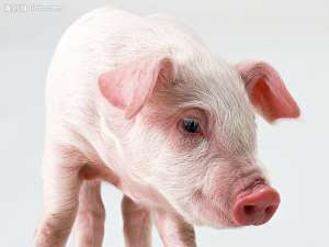 阻碍母猪繁殖的原因是什么？应该怎么解决？