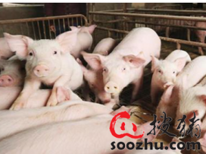 建在山坡上的31个猪舍每年能屠宰15000头猪