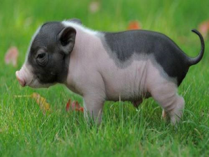 2021年生猪“多猪少肉”新变化:还缺猪？