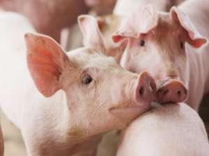农民日报:生猪供应明显恢复，生猪价格将恢复正常