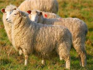 圈养绵羊技术要求