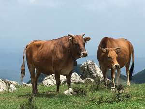 牛在春天容易得什么病？农民应该如何预防？