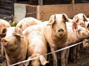 广东省农业和农村厅:生猪价格将在年内保持高水平