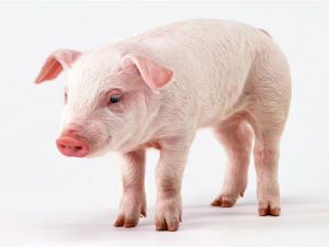 老兽医谈论常见的猪外科疾病