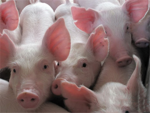 猪的价格迅速下降，离红烧肉的自由不远了。