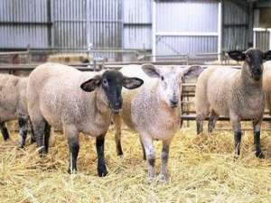 潮湿的羊舍有哪些危害？羊圈里的湿度有害怎么办？