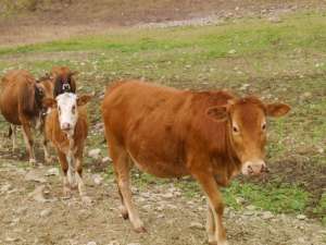 柴桑农业和农村局专家组指导了牛场设计和建设的调查