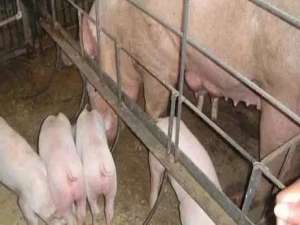 大养猪户告诉你母猪产后不奶不喂的原因和预防措施