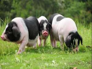 猪繁殖与呼吸综合征的防控措施