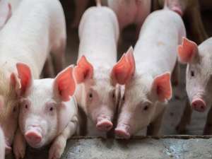 13个月内可配种母猪数量首次减少，仔猪价格上涨3倍