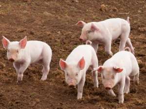 自3月份以来，生猪价格下跌了20%以上