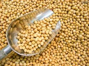 大豆改成了“金豆”。黑龙江大豆净粮装载量达到2.70元/公斤