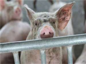 生猪价格和肉价上涨，屠宰企业大幅缩水！