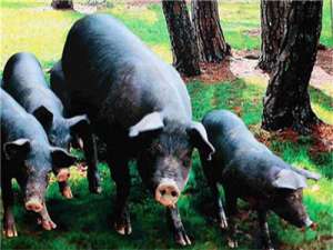 大型企业的加入能否促进生猪产业的转型升级