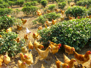 夏季养鸡的六大疾病是什么？怎么预防？