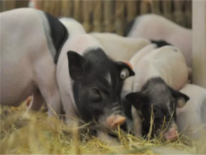 产、运、供——湖南猪肉供应保障信息