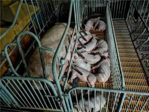 警惕！养猪周期对农民的潜在影响