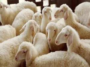 冬天养羊怎么储草？能不能圈养绵羊，常年吃干草？