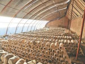 山东省利津县:蘑菇棚孕育了小康的希望