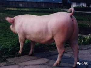 夏季高温对不同阶段的猪有什么影响？如何避免？