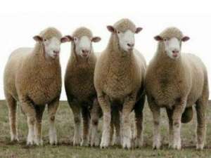 养羊需要哪些技术，肉羊养殖的效益分析