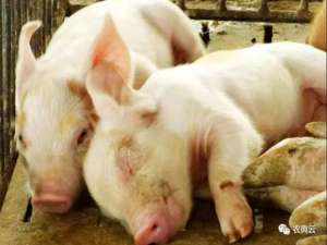 猪场腹泻的几种危险因素及预防措施