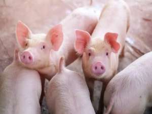 猪寄生虫这么有害？中小型养猪场可能成为最大的受害者！