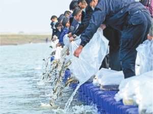 湖北:武汉禁渔后，首次在长江放鱼