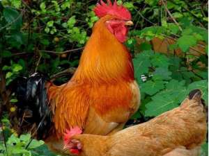雏鸡的选择和纯红色公鸡的饲养方法