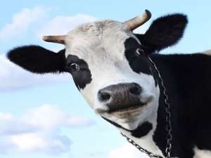 2019年，黑龙江省完成了近8万头奶牛的生产性能测定