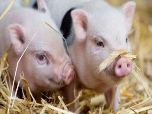 猪场夏季有哪些疾病容易高发？如何提前处理和预防
