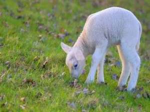 如何育肥羔羊及育肥羔羊的饲料配方