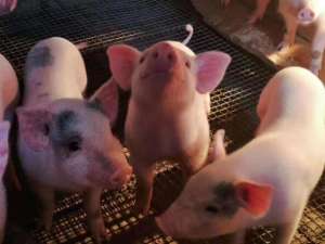 从4月1日起，除中南地区外的猪将被禁止进入广西