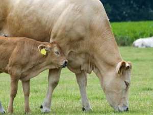 夏洛莱牛的价格是多少？夏洛来牛的养殖前景如何？