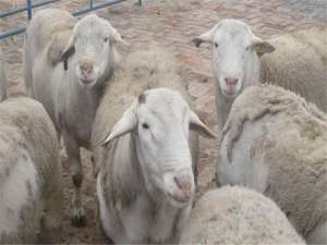 肉羊五阶段保羊饲养法