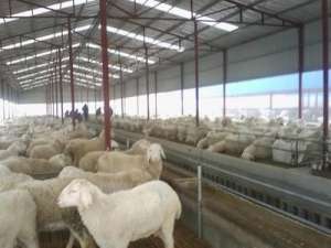 共享养羊技术:夏季养羊保健要点