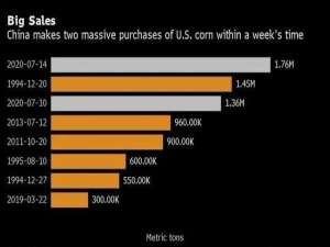 中国集中采购美国玉米和美国大豆！已达到1064万吨