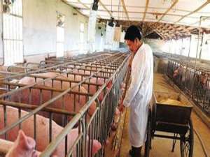 正邦科技6月份销售生猪69.41万头，比上个月增长39.89%