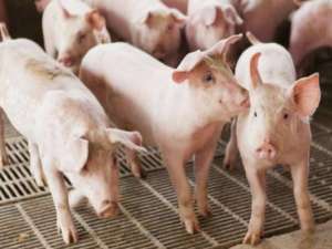 国家生猪大数据中心:生猪市场逐渐恢复正常