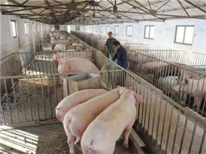 波兰:首次报告非鼠疫病例，非洲猪瘟进入养猪密集区！