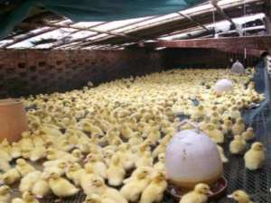 这个行业每天生产多少只小鸭子？养殖成本居高不下，为什么冷冻产品要退货降价？