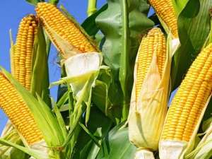 玉米价格一路飙升，6月份能封顶吗？看完就明白了