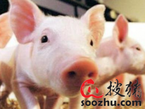 广东:争取今年建成3-5个非洲无猪瘟社区，通过第一批国家验收