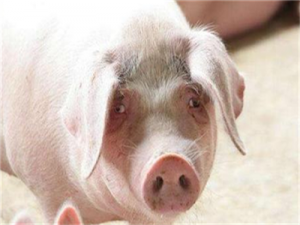 生猪和猪肉价格连续14周下跌，规模养殖能力不断释放