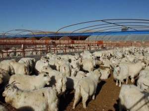 养羊有利润吗？影响养羊利润的因素有哪些？