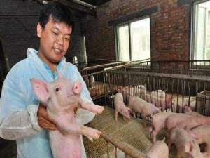 四川广元:贫困户养猪20.3万头！