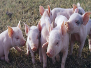 黑龙江显示出“大厨房”的实力:肉、蛋、奶自给自足，每天出口700吨京沪猪肉