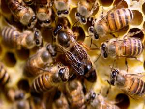 蜜蜂如何割脾繁育王者？蜜蜂如何培育新的蜂王？